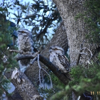 Podargus strigoides (Tawny Frogmouth) at Weston, ACT - 10 Nov 2020 by AliceH