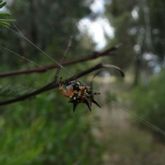 Austracantha minax (Christmas Spider, Jewel Spider) at Alpine, NSW - 25 Dec 2018 by JanHartog