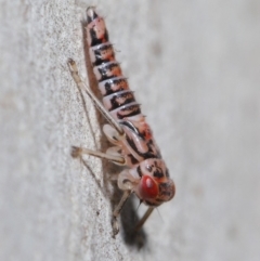 Cicadellidae (family) (Unidentified leafhopper) at Acton, ACT - 2 Dec 2019 by TimL