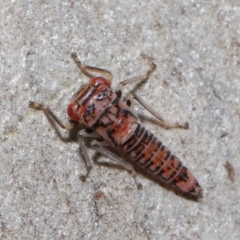 Cicadellidae (family) at Acton, ACT - 2 Dec 2019 11:32 AM