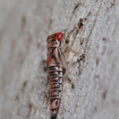 Cicadellidae (family) at Acton, ACT - 2 Dec 2019 11:32 AM