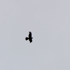 Accipiter fasciatus (Brown Goshawk) at Mongarlowe, NSW - 8 Jan 2020 by LisaH