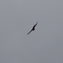 Accipiter fasciatus at Mongarlowe, NSW - 8 Jan 2020