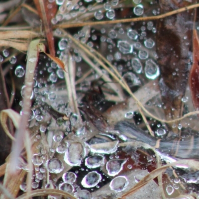 Unidentified at Mongarlowe, NSW - 9 Jan 2020 by LisaH