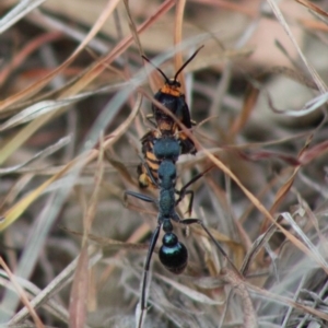 Myrmecia tarsata at Mongarlowe, NSW - 8 Jan 2020 02:06 PM