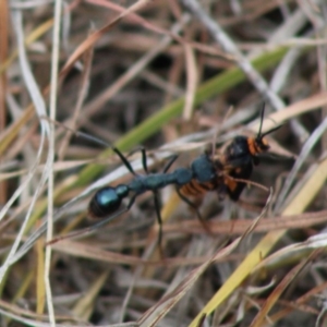 Myrmecia tarsata at Mongarlowe, NSW - 8 Jan 2020 02:06 PM