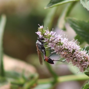 Podalonia tydei at Hughes, ACT - 6 Jan 2020