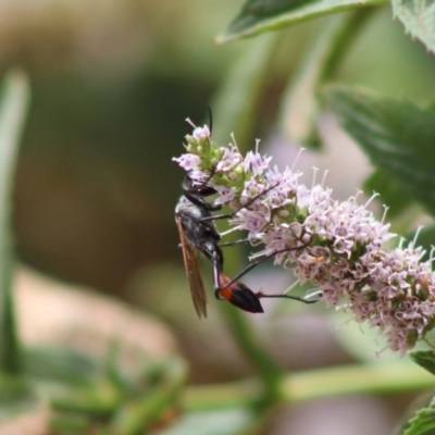 Podalonia tydei (Caterpillar-hunter wasp) at Hughes, ACT - 6 Jan 2020 by LisaH