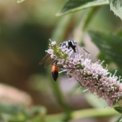 Podalonia tydei at Hughes, ACT - 6 Jan 2020