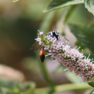 Podalonia tydei at Hughes, ACT - 6 Jan 2020