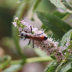 Podalonia tydei at Hughes, ACT - 6 Jan 2020