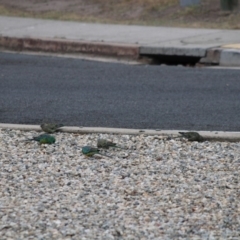 Psephotus haematonotus (Red-rumped Parrot) at Hughes, ACT - 5 Jan 2020 by LisaH