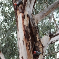 Callocephalon fimbriatum at Hughes, ACT - 5 Jan 2020