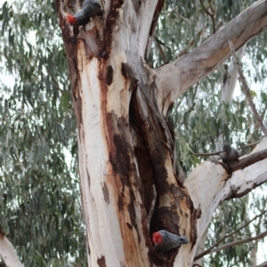 Callocephalon fimbriatum at Hughes, ACT - 5 Jan 2020