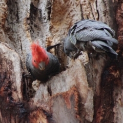 Callocephalon fimbriatum at Hughes, ACT - 5 Jan 2020