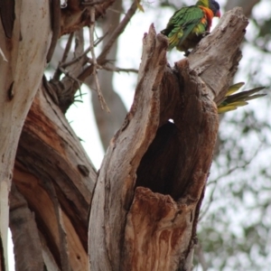 Trichoglossus moluccanus at Hughes, ACT - 5 Jan 2020