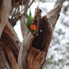 Trichoglossus moluccanus at Hughes, ACT - 5 Jan 2020