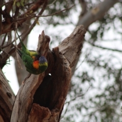 Trichoglossus moluccanus at Hughes, ACT - 5 Jan 2020