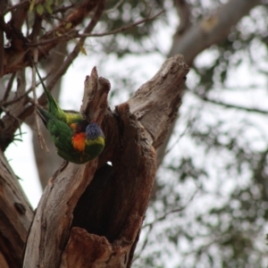 Trichoglossus moluccanus at Hughes, ACT - 5 Jan 2020