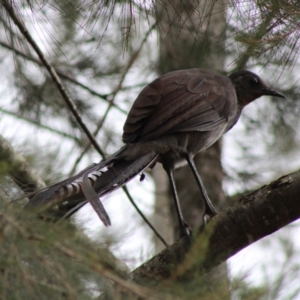 Menura novaehollandiae at Mongarlowe, NSW - 9 Jan 2020