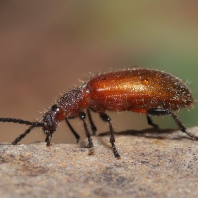 Lagriini sp. (tribe) (Unidentified lagriine darkling beetle) at Acton, ACT - 2 Dec 2019 by TimL