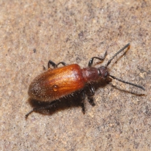 Lagriini sp. (tribe) at Acton, ACT - 2 Dec 2019 11:35 AM