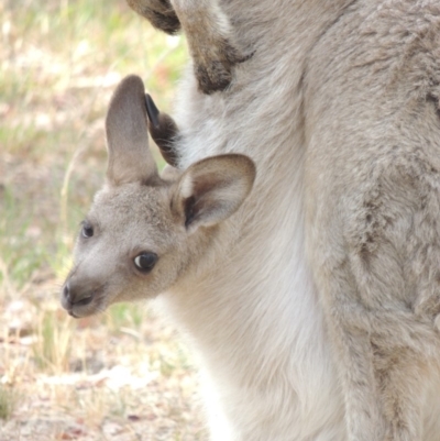 Macropus giganteus (Eastern Grey Kangaroo) at Conder, ACT - 14 Dec 2019 by michaelb