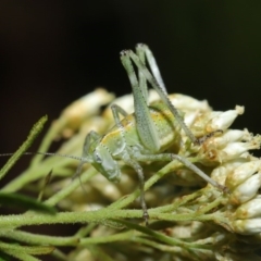 Caedicia simplex (Common Garden Katydid) at Hackett, ACT - 1 Dec 2019 by TimL