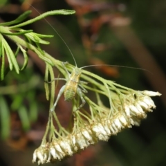 Caedicia simplex at Hackett, ACT - 2 Dec 2019 10:54 AM