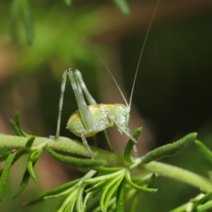 Caedicia simplex at Hackett, ACT - 2 Dec 2019 10:54 AM