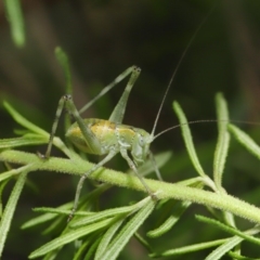 Caedicia simplex at Hackett, ACT - 2 Dec 2019 10:54 AM