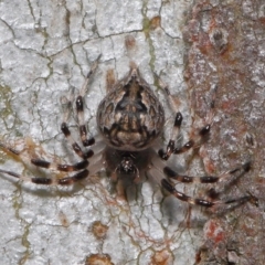 Euryopis sp. (genus) (An ant eating spider) at Acton, ACT - 2 Dec 2019 by TimL