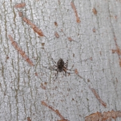 Euryopis sp. (genus) at Acton, ACT - 2 Dec 2019 11:41 AM