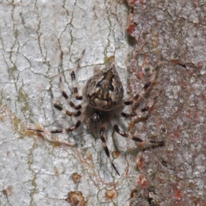 Euryopis sp. (genus) at Acton, ACT - 2 Dec 2019 11:41 AM