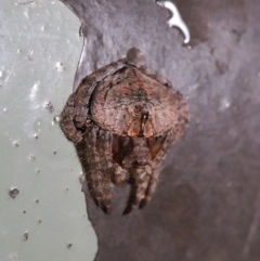 Dolophones conifera (Wrap-around spider) at Acton, ACT - 2 Dec 2019 by TimL