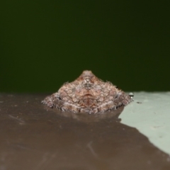 Dolophones conifera at Acton, ACT - 2 Dec 2019