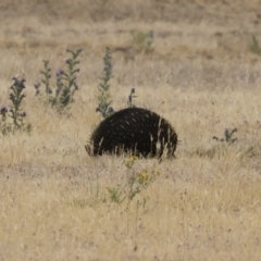 Tachyglossus aculeatus (Short-beaked Echidna) at Jindabyne, NSW - 29 Dec 2019 by Illilanga