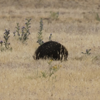 Tachyglossus aculeatus (Short-beaked Echidna) at Jindabyne, NSW - 29 Dec 2019 by Illilanga