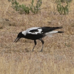 Gymnorhina tibicen at Jindabyne, NSW - 29 Dec 2019 07:49 AM