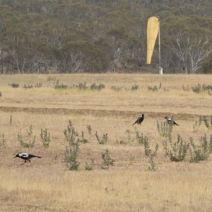 Gymnorhina tibicen at Jindabyne, NSW - 29 Dec 2019 07:49 AM