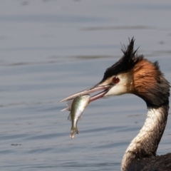 Podiceps cristatus (Great Crested Grebe) at Commonwealth & Kings Parks - 9 Jan 2020 by rawshorty