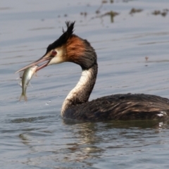 Podiceps cristatus at Parkes, ACT - 10 Jan 2020