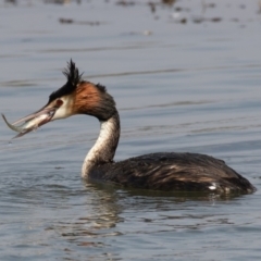 Podiceps cristatus at Parkes, ACT - 10 Jan 2020 10:41 AM