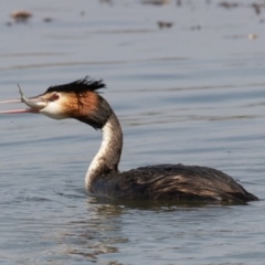 Podiceps cristatus at Parkes, ACT - 10 Jan 2020 10:41 AM