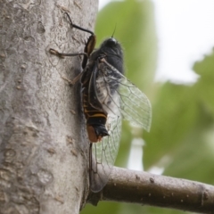 Yoyetta subalpina at Jindabyne, NSW - 29 Dec 2019