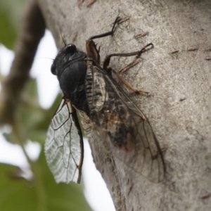 Yoyetta subalpina at Jindabyne, NSW - 29 Dec 2019