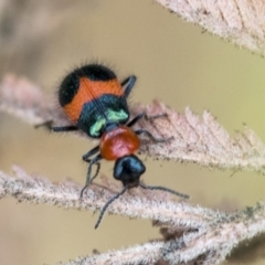 Dicranolaius bellulus (Red and Blue Pollen Beetle) at Dunlop, ACT - 8 Jan 2020 by AlisonMilton