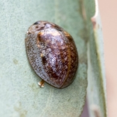 Paropsisterna m-fuscum (Eucalyptus Leaf Beetle) at Hawker, ACT - 9 Jan 2020 by AlisonMilton