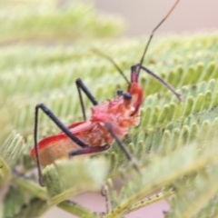 Gminatus australis (Orange assassin bug) at The Pinnacle - 8 Jan 2020 by AlisonMilton
