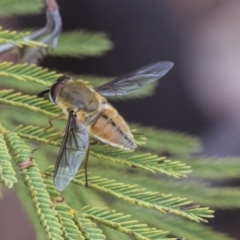 Trichophthalma punctata (Tangle-vein fly) at Dunlop, ACT - 9 Jan 2020 by AlisonMilton